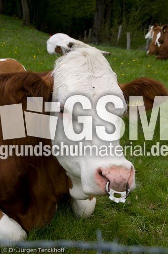 Hausrind (88 von 174).jpg